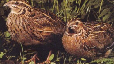 Bildirçin Yetişdirmək Haqqında Hərşey