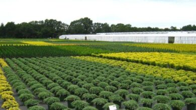 Bitki Ferması Qurmaq