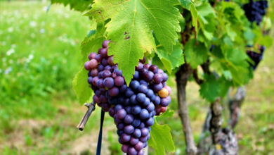 üzüm bağı qurmaq